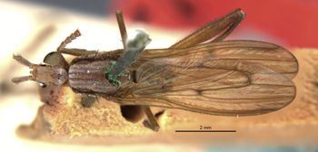 Media type: image;   Entomology 13228 Aspect: habitus dorsal view